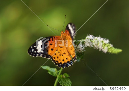 ツマグロヒョウモン 3962440