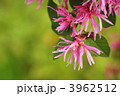 ベニバナトキワマンサク 3962512