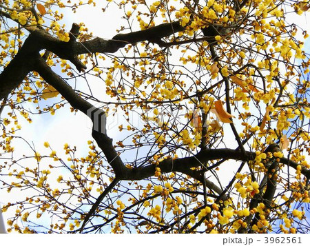 ロウバイ（マンゲツロウバイ） 3962561