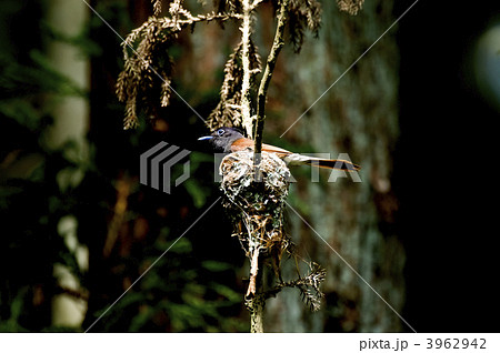 サンコウチョウ 3962942