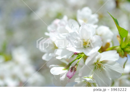 大島桜 3963222
