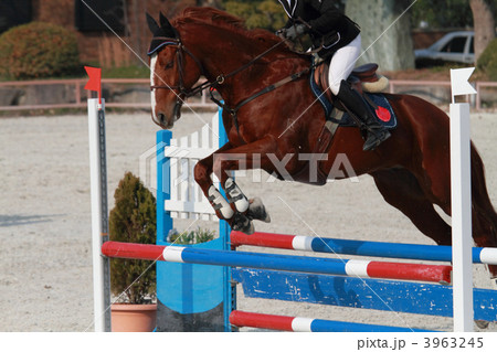 馬術競技 3963245