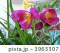 フリージア 3963307