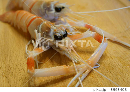 スカンピ 3963408