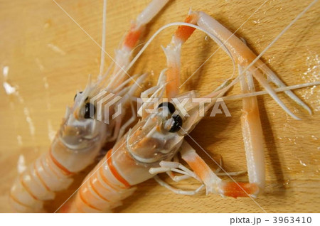 スカンピ スカンピ 3963410