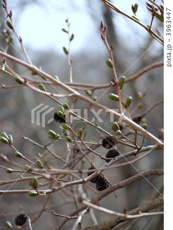 ヤシャブシの実と雄花序 3963447