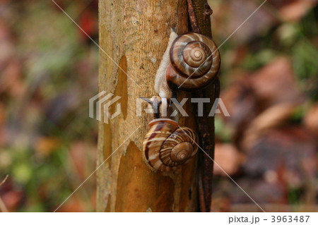カタツムリの交接 3963487