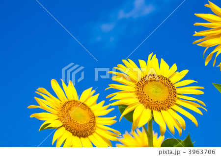 ひまわり 3963706