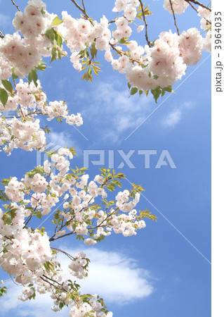 八重桜 3964035