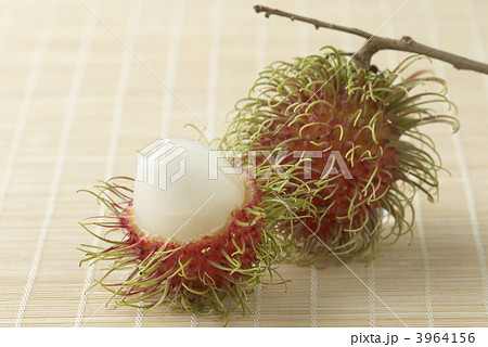 ランブータン 3964156