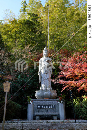 直指庵の想い出草観音像 3964365