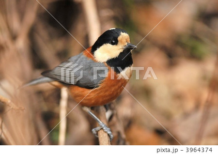 可愛いヤマガラ 3964374