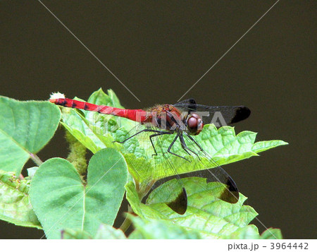 アカトンボ 3964442