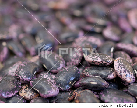 花豆マクロ 3964523