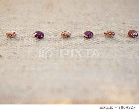 一列の虎豆と紅絞り 一列の虎豆と紅絞り 3964527