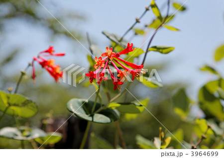 濃いオレンジ色のツキヌキニンドウの花 濃いオレンジ色のツキヌキニンドウの花 3964699