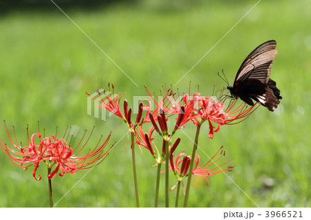 ナガサキアゲハ 3966521