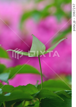 ヤマボウシの花 3967247