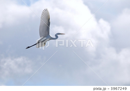 ダイサギの飛翔 3967249