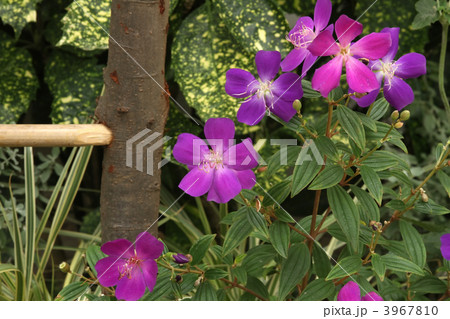 ノボタン 3967810