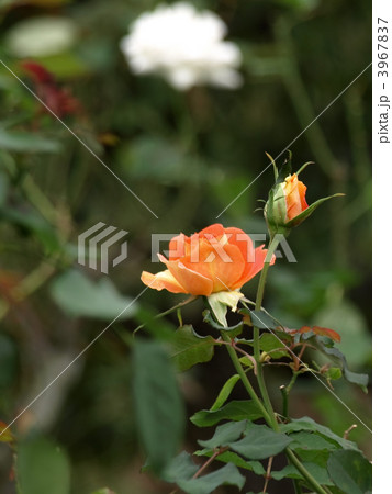 ブラスバンド 3967837