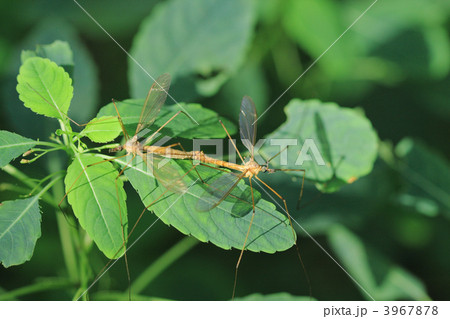 交尾中のガガンボ 3967878