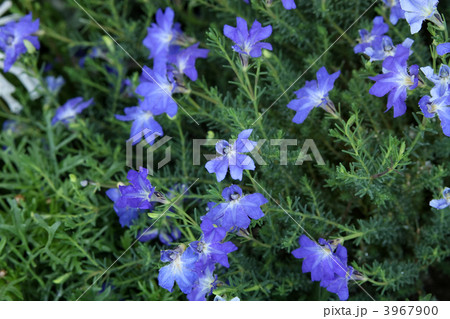 ハツコイソウ 3967900