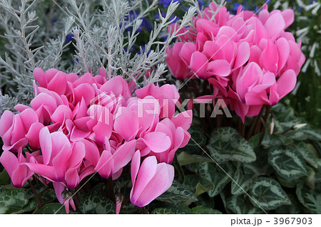 シクラメンとエレモフィラニベア シクラメンとエレモフィラニベア 3967903