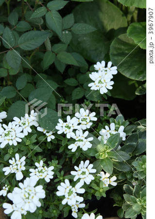 イベリス 3967907