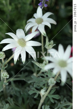 フランネルフラワー 3967915