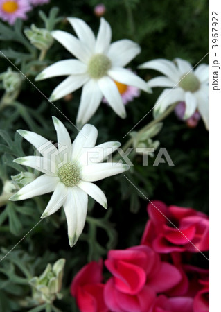 フランネルフラワーとシクラメン 3967922