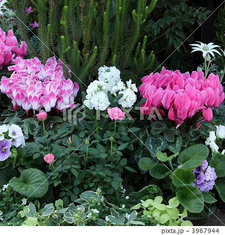 花壇 3967944