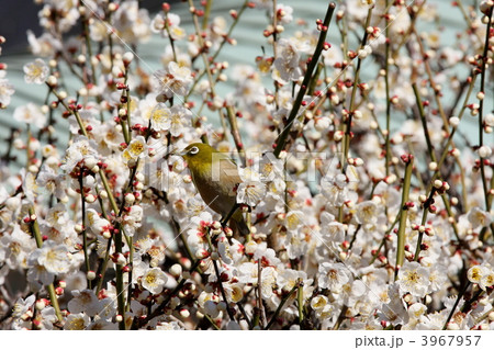 白梅とメジロ (湯島天神) 3967957