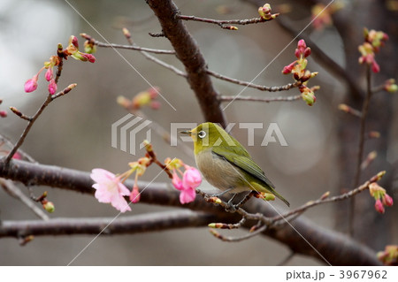 桜とメジロ (上野公園) 3967962