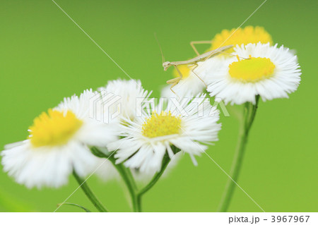 ハルジオンとカマキリの幼虫 3967967