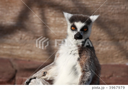 ワオキツネザル (東京・上野動物園) 3967979