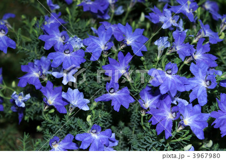 ハツコイソウ 3967980