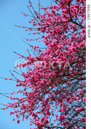 菊桃 (上野・五条天神) 3967986