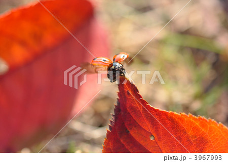 桜の落ち葉から飛び立つナナホシテントウ 桜の落ち葉から飛び立つナナホシテントウ 3967993
