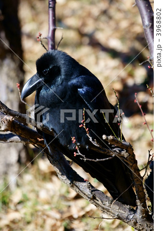 嘴太烏　梅の木で日向ぼっこ 3968802