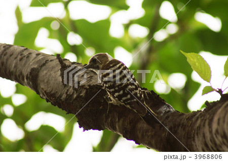 おいら小啄木鳥（こげら）　小さいキツツキです。 3968806