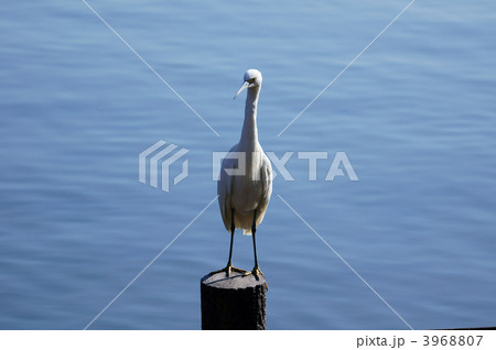 小鷺の日向ぼっこ 3968807