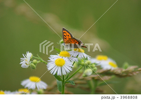 紅小灰蝶と姫女苑 3968808