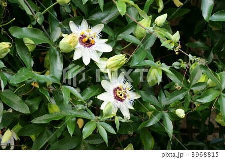 時計草　今何時になるのかな? 3968815