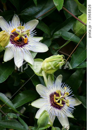 時計草　今何時になるのかな? 3968816