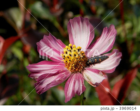 萎れかけたコスモスとナナホシテントウの幼虫 萎れかけたコスモスとナナホシテントウの幼虫 3969014