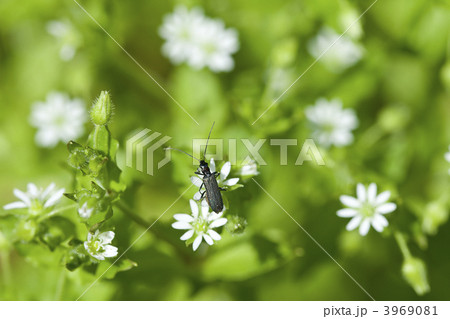 はこべ はこべ 3969081