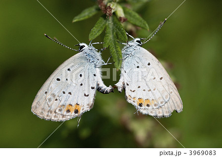 つばめしじみ 3969083