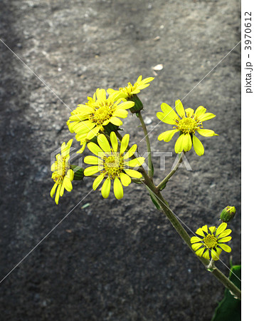 ツワブキの花 3970612