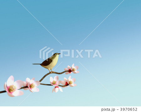 梅に鶯 3970652